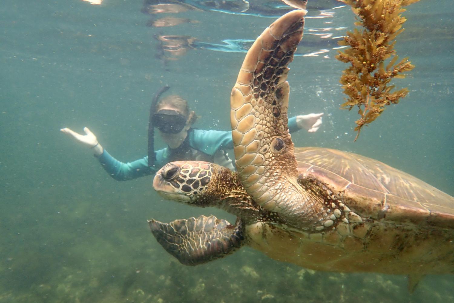 一名<a href='http://pie.hzgzc.net'>bv伟德ios下载</a>学生在Galápagos群岛游学途中与一只巨龟游泳.